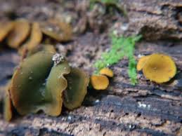 Attēlu rezultāti vaicājumam “Chlorencoelia versiformis”