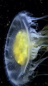 Image result for Phacellophora camtschatica