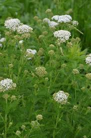 Attēlu rezultāti vaicājumam “Achillea millefolium flower”