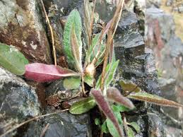 Attēlu rezultāti vaicājumam “Aulacidea hieracii”