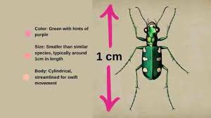 Attēlu rezultāti vaicājumam “Cicindela sylvatica”