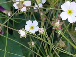 Attēlu rezultāti vaicājumam “Androsace septentrionalis”