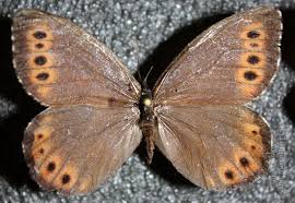 Attēlu rezultāti vaicājumam “Oeneis jutta”