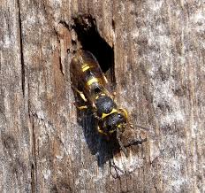 Attēlu rezultāti vaicājumam “Ancistrocerus sp. male”