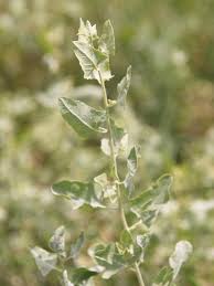 Attēlu rezultāti vaicājumam “Atriplex calotheca leaf”