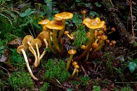 Attēlu rezultāti vaicājumam “Pholiota heteroclita”