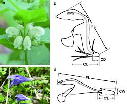 Attēlu rezultāti vaicājumam “Lamium album flower”