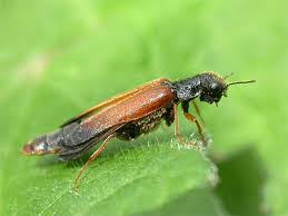 Attēlu rezultāti vaicājumam “Hylecoetus dermestoides female”