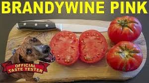 Afbeeldingsresultaat voor brandywine sudduth tomato