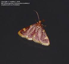 Attēlu rezultāti vaicājumam “Hypsopygia costalis”