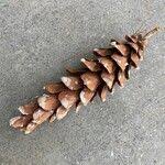 Attēlu rezultāti vaicājumam “Pinus strobus fruit”