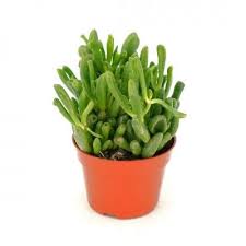 Image result for Crassula hobbit