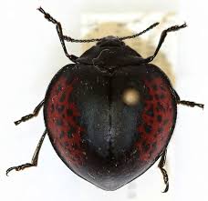 Attēlu rezultāti vaicājumam “Erotylidae”