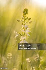 Attēlu rezultāti vaicājumam “Platanthera bifolia flower”