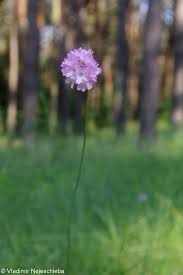 Attēlu rezultāti vaicājumam “Armeria vulgaris leaf”
