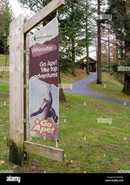 Image result for Go Ape! Whinlatter