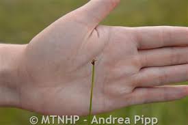 Attēlu rezultāti vaicājumam “Eleocharis quinqueflora flower”