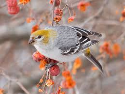 Attēlu rezultāti vaicājumam “Pinicola enucleator adult”