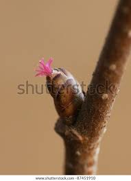 Attēlu rezultāti vaicājumam “Corylus avellana bud”