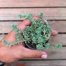 Attēlu rezultāti vaicājumam “Sedum pallidum bud”