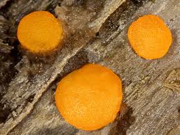 Attēlu rezultāti vaicājumam “Miladina lecithina”