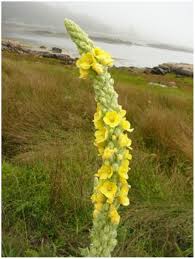 Attēlu rezultāti vaicājumam “Verbascum thapsus”