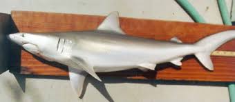 Image result for Carcharhinus isodon