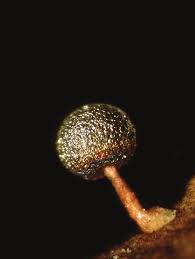 Attēlu rezultāti vaicājumam “Diderma effusum young”