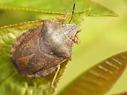 Attēlu rezultāti vaicājumam “Eurygaster testudinaria imago”