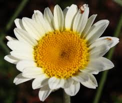 Attēlu rezultāti vaicājumam “Anthemis tinctoria leaf”