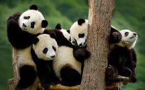 Image result for pandas