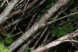 Attēlu rezultāti vaicājumam “Menziesia ferruginea”