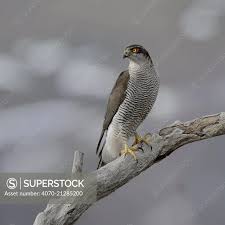 Attēlu rezultāti vaicājumam “Accipiter gentilis”