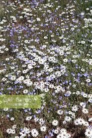 Image result for Dimorphotheca pluvialis