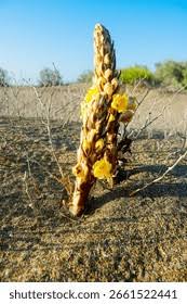Attēlu rezultāti vaicājumam “Orobanchaceae”