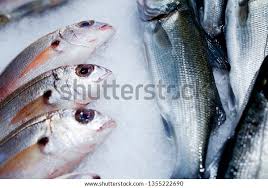 Image result for Lutjanus mahogoni