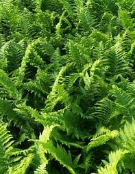 Attēlu rezultāti vaicājumam “Dryopteris cristata”