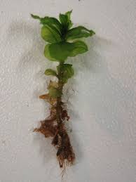 Attēlu rezultāti vaicājumam “Plagiomnium affine”