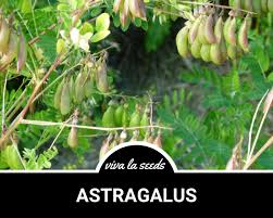 Attēlu rezultāti vaicājumam “Astragalus arenarius fruit”