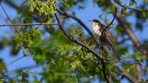 Image result for Coccyzus erythropthalmus