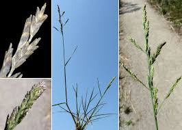 Attēlu rezultāti vaicājumam “Puccinellia distans”