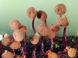 Attēlu rezultāti vaicājumam “Cribraria cancellata young”