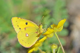 Attēlu rezultāti vaicājumam “Colias croceus underside”