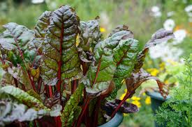 Image result for Beta vulgaris