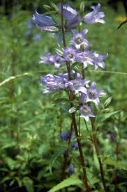 Image result for Campanula trachelium