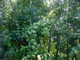 Attēlu rezultāti vaicājumam “Echinocystis lobata leaf”