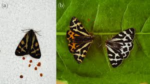 Attēlu rezultāti vaicājumam “Parasemia plantaginis female”