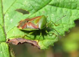 Attēlu rezultāti vaicājumam “Elasmostethus interstinctus”