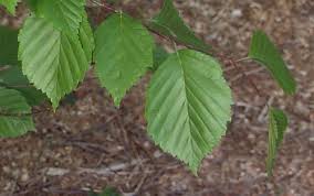 Attēlu rezultāti vaicājumam “Sorbus alnifolia”