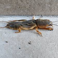 Attēlu rezultāti vaicājumam “Grypocoris sexguttatus imago”